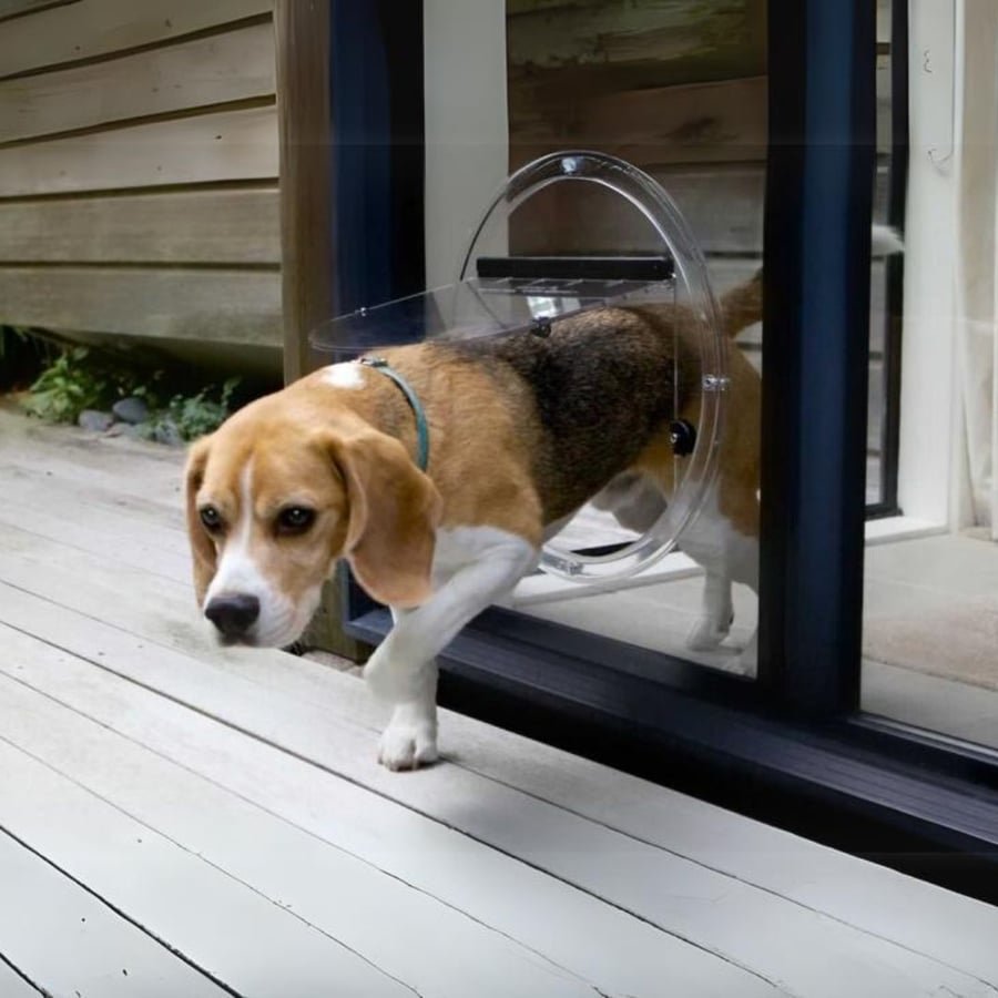 Beagle stepping through a circular Transcat dog door fitted in a glass sliding door