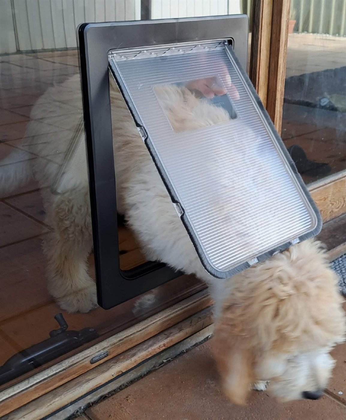 Large dog stepping through a black rectangular pet door installed in a glass sliding door